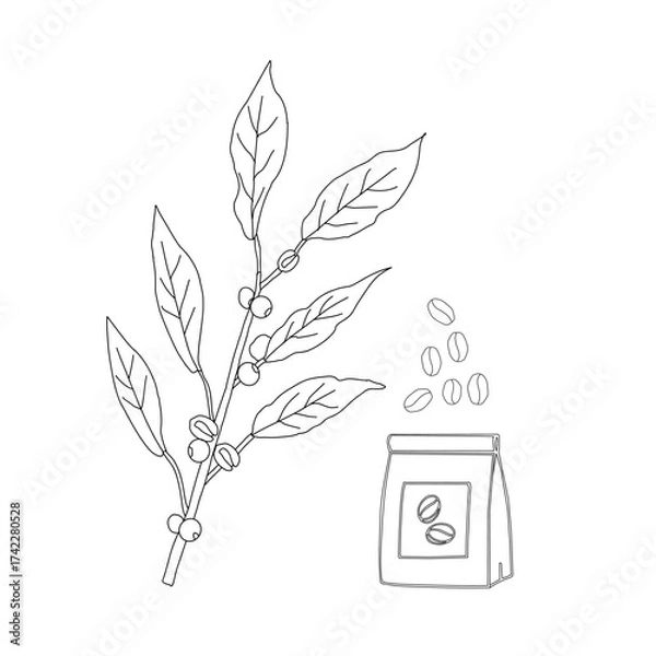 Obraz Branch with leaves. vector illustration of coffee branch. Coffee plant branch with leaf. Hand drawn Coffee tree vector. Coffee beans and leaves. Branch of a plant.