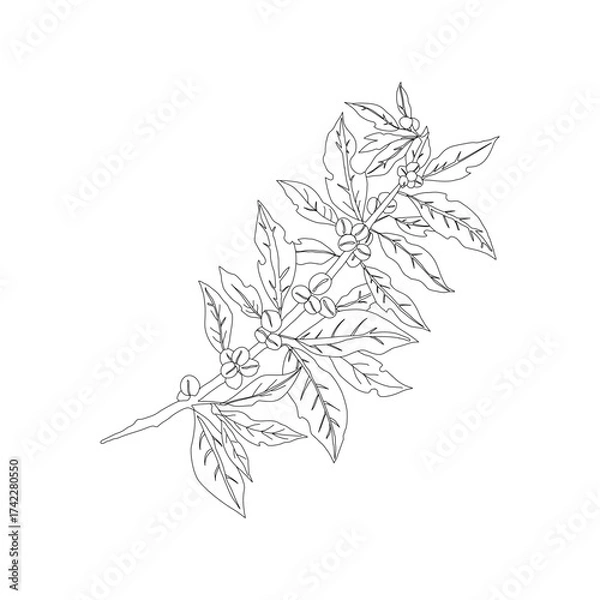 Obraz Branch with leaves. vector illustration of coffee branch. Coffee plant branch with leaf. Hand drawn Coffee tree vector. Coffee beans and leaves. Branch of a plant.