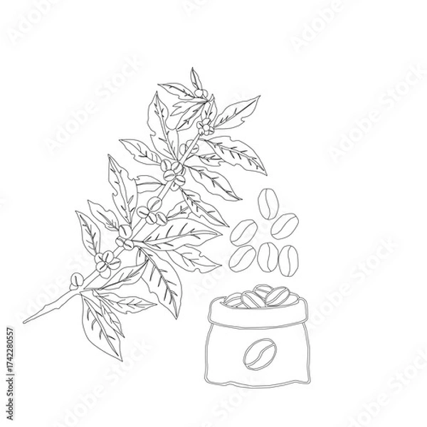 Obraz Branch with leaves. vector illustration of coffee branch. Coffee plant branch with leaf. Hand drawn Coffee tree vector. Coffee beans and leaves. Branch of a plant.