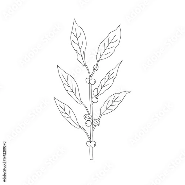 Obraz Branch with leaves. vector illustration of coffee branch. Coffee plant branch with leaf. Hand drawn Coffee tree vector. Coffee beans and leaves. Branch of a plant.