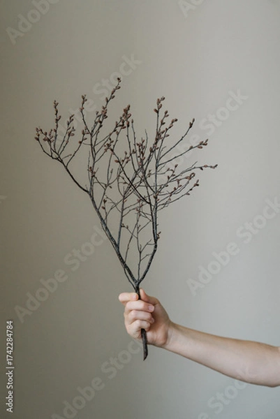 Fototapeta Hand holding a delicate twig on beige background, minimal aesthetic
