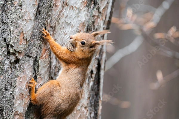 Fototapeta Red Squirrel