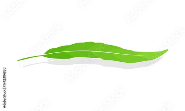 Obraz Natural willow leaf with shadow vector