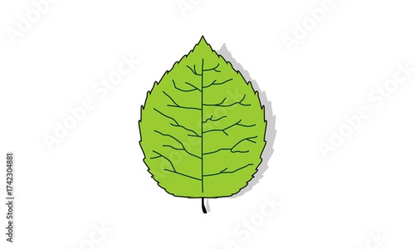 Obraz Willow leaf with shadow vector