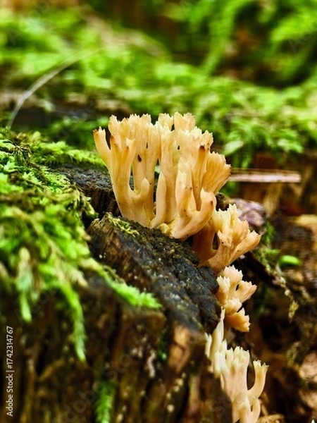 Obraz Rare mushroom Ramaria in leaves on the ground in the autumn forest