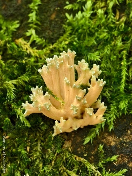 Obraz Rare mushroom Ramaria in leaves on the ground in the autumn forest