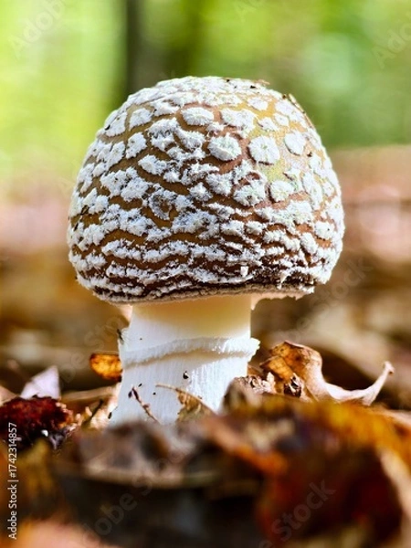 Obraz Spotted mushroom in autumn forest close-up view	