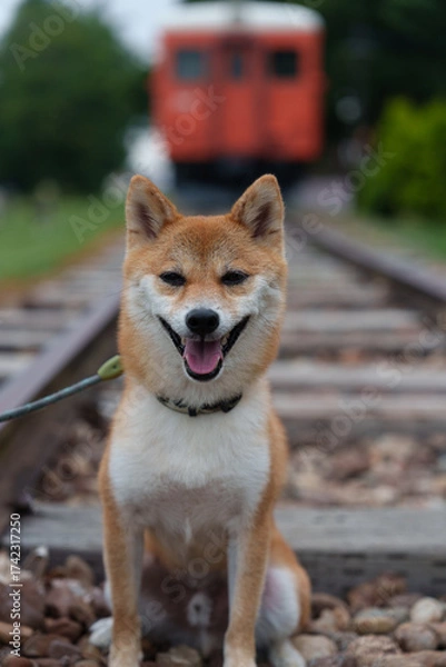 Obraz 幸福駅で微笑む柴犬 in 北海道
