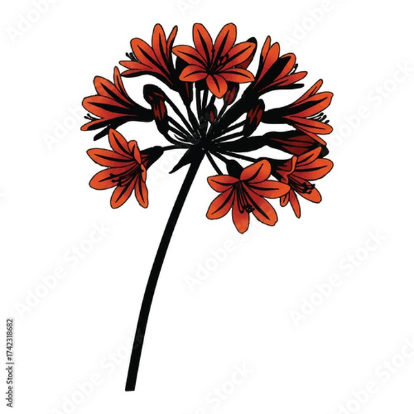 Fototapeta Striking Red Amaryllis Flower Blossom Isolated on White Background Artwork