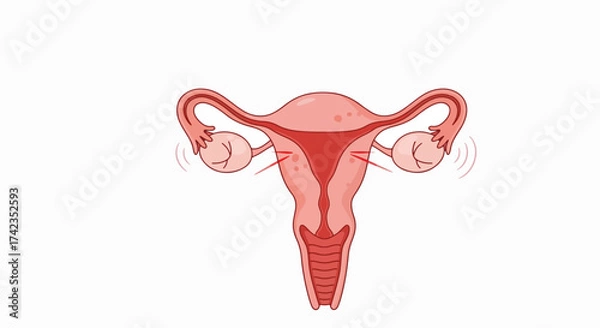 Fototapeta Human uterus illustration with fallopian tubes and ovaries showcases reproductive organ system. Detailed anatomical representation of uterine body is visible in this human uterus illustration.