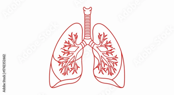 Fototapeta Human lungs icon in monoline style with red outline, showing respiratory system. Detailed diagram of human lungs is essential for medical and educational purposes.