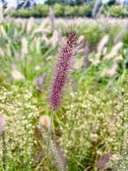 Obraz 비온 뒤, 보라빛 들풀 한 송이