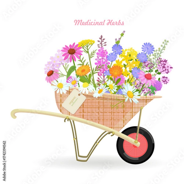 Fototapeta banner with a wheelbarrow of blooming medicinal flowers. card with pharmaceuticals wildflowers in a cart with hang tag. fragrance herbal blooms in barrow with craft paper tag label