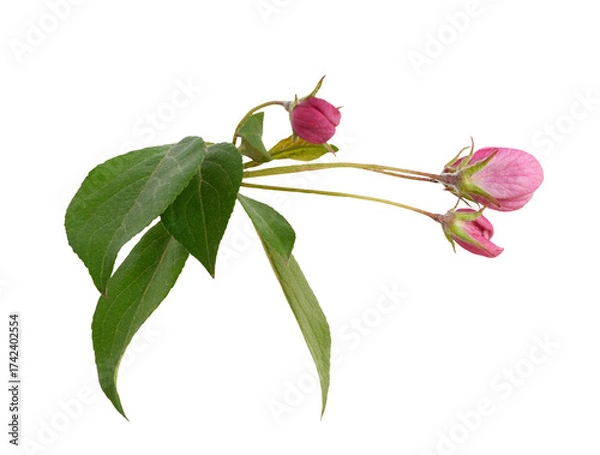 Fototapeta Pink buds and green leaves of Malus floribunda (profusely flowering apple) isolated on white or transparent background 