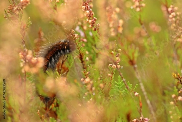 Fototapeta Raupe des Brombeerspinners (Macrothylacia rubi) im Heidekraut (Calluna vulgaris)