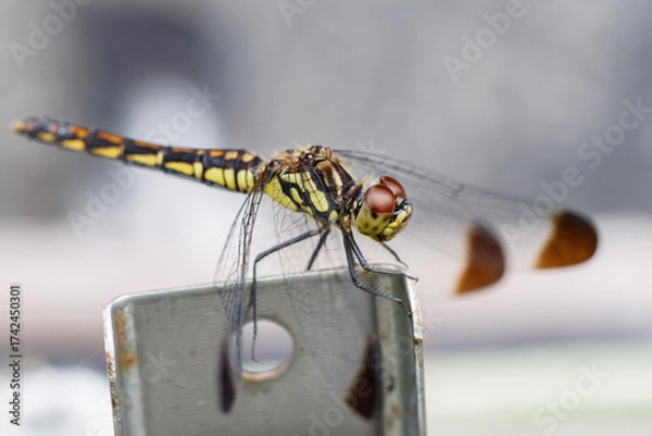 Fototapeta マクロレンズでコノシメトンボ01