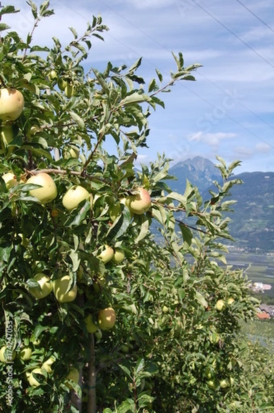 Obraz Südtiroler Äpfel