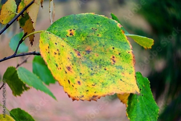 Obraz yellow autumn leaves