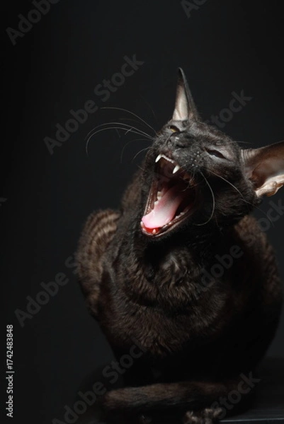 Obraz Cornish Rex cat  yawns.