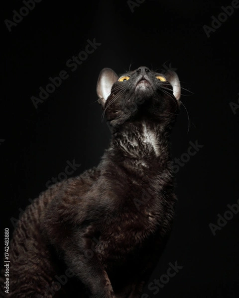 Obraz The Cornish Rex cat  looks up.
