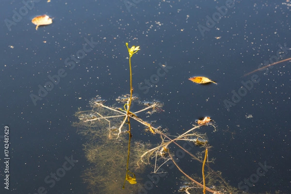 Obraz Utricularia inflata in a bog in bavaria, Germany. Not native, introduced alien plant