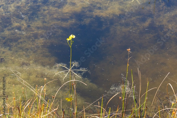 Fototapeta Utricularia inflata in a bog in bavaria, Germany. Not native, introduced alien plant