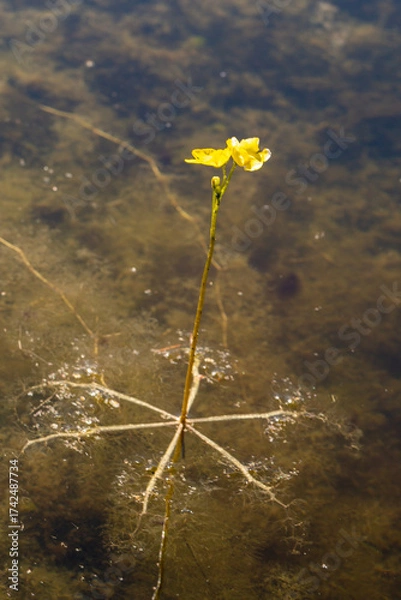 Fototapeta Utricularia inflata in a bog in bavaria, Germany. Not native, introduced alien plant