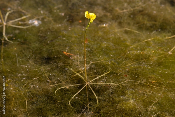 Fototapeta Utricularia inflata in a bog in bavaria, Germany. Not native, introduced alien plant
