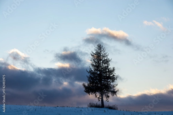 Fototapeta 冬の夕暮れの丘の上のマツの木
