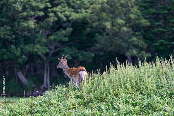 Obraz 知床五胡 野生のエゾ鹿