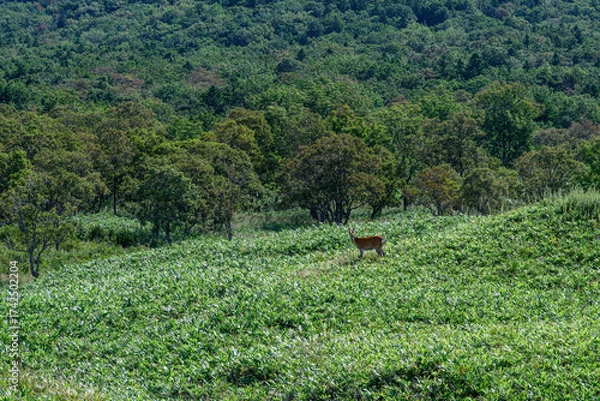 Obraz 知床五胡 野生のエゾ鹿