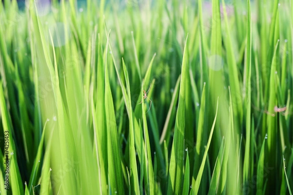 Fototapeta Araignée dans une riziere