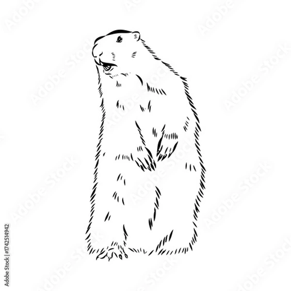 Fototapeta alpine marmot, vector sketch