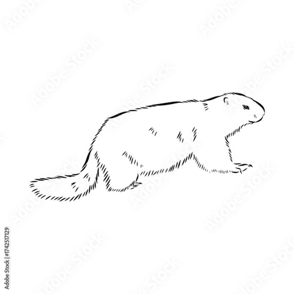 Fototapeta alpine marmot, vector sketch