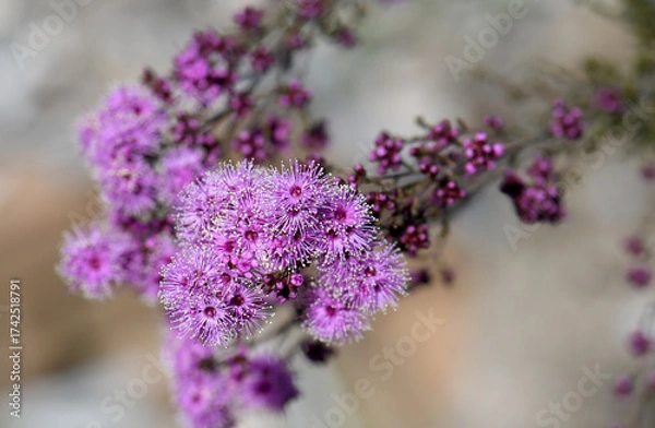 Fototapeta Violet flowers of Australian native small leaved Kunzea parvifolia, family Myrtaceae. Endemic to heath and woodland of NSW and Victoria. Spring flowering