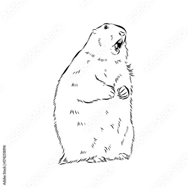 Fototapeta alpine marmot, vector sketch