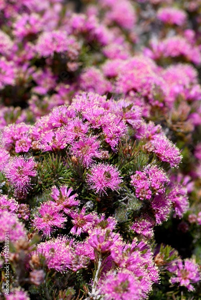 Fototapeta Pink flowers and hairy green foliage of the Australian native Melaleuca trichophylla, family Myrtaceae. Flowers spring summer. Cultural use by Aboriginals for nectar, shelter, bark for clothing, tools