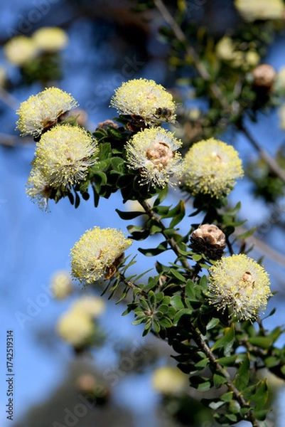 Fototapeta Cream yellow flowers of the Australian native Melaleuca megacephala, family Myrtaceae. Endemic to sandstone heath of central coast of Western Australia. Spring flowering. 