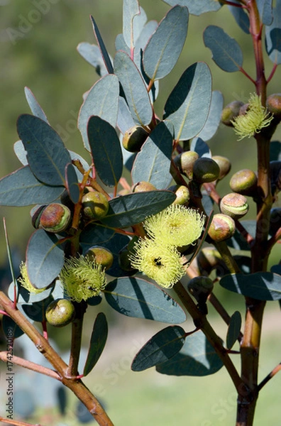 Obraz Yellow flowers and buds of the Western Australian native Bell-fruited Mallee, Eucalyptus preissiana, family Myrtaceae. Small tree with mallee growth habit growing in shrubland and heathland