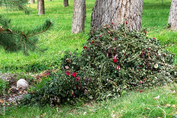 Fototapeta A pile of pruned rose bush branches with green leaves and some red flowers lies on the green grass at the base of a large tree trunk in a park or garden.