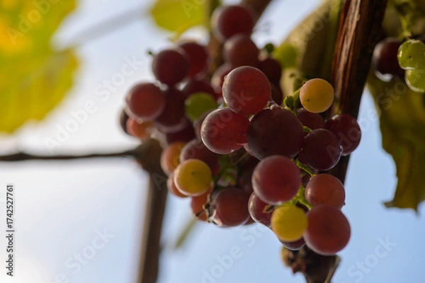 Obraz reife rote Weintrauben an einer Rebe