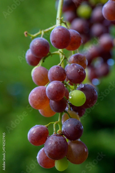 Obraz reife rote Weintrauben an einer Rebe