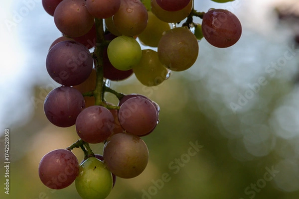 Obraz reife rote Weintrauben an einer Rebe