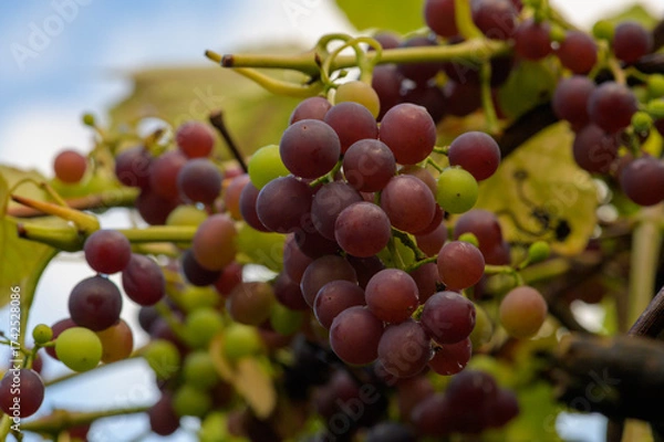 Obraz reife rote Weintrauben an einer Rebe