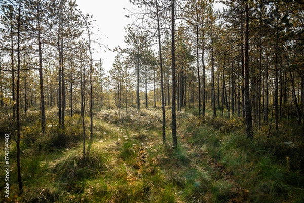 Fototapeta Autumn sunrise on a raised peat bog. Morning in a swampy pine forest with sunlight and cobweb on the grass, above view. Swamp in fall season