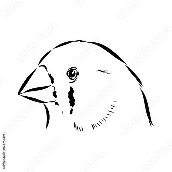 Fototapeta Amadina bird, vector sketch