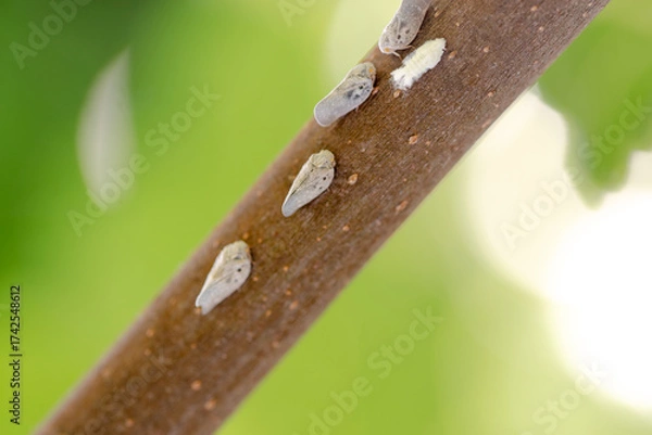 Fototapeta Metcalfa pruinosa planthoppers on tree branch, macro photo