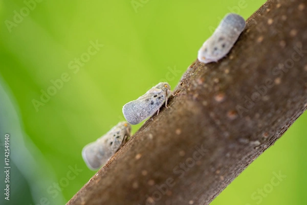 Fototapeta Metcalfa pruinosa planthoppers on tree branch, macro photo