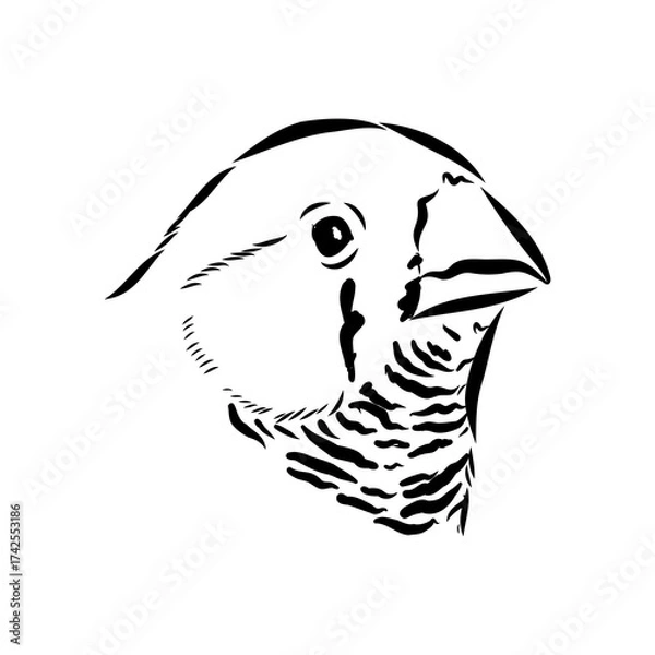 Fototapeta Amadina bird, vector sketch