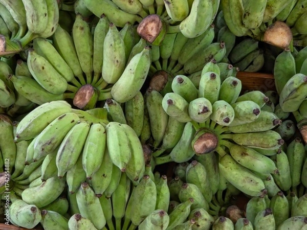 Fototapeta Overhead view of many hands of unripe, green bananas piled together. The bananas are short and plump, with thick, mottled green skins and brown stems or ends, completely filling the frame.